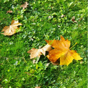 美女老师用丝袜踩我的🐔出精子的照片
